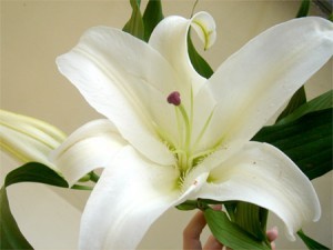 Casa Lily afterlife