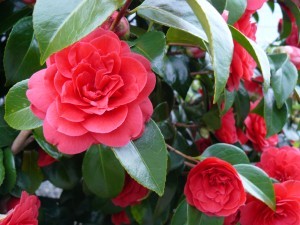 Photo of Camelias by Diana Stevan