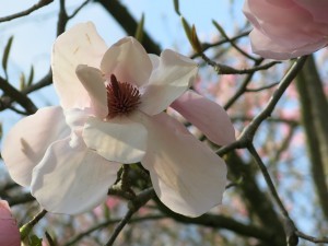 Magnolia Blossom by Diana Stevan
