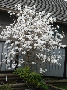 Star Magnolia Tree in our garden by Diana Stevan