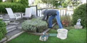 Along Came A Gardener
