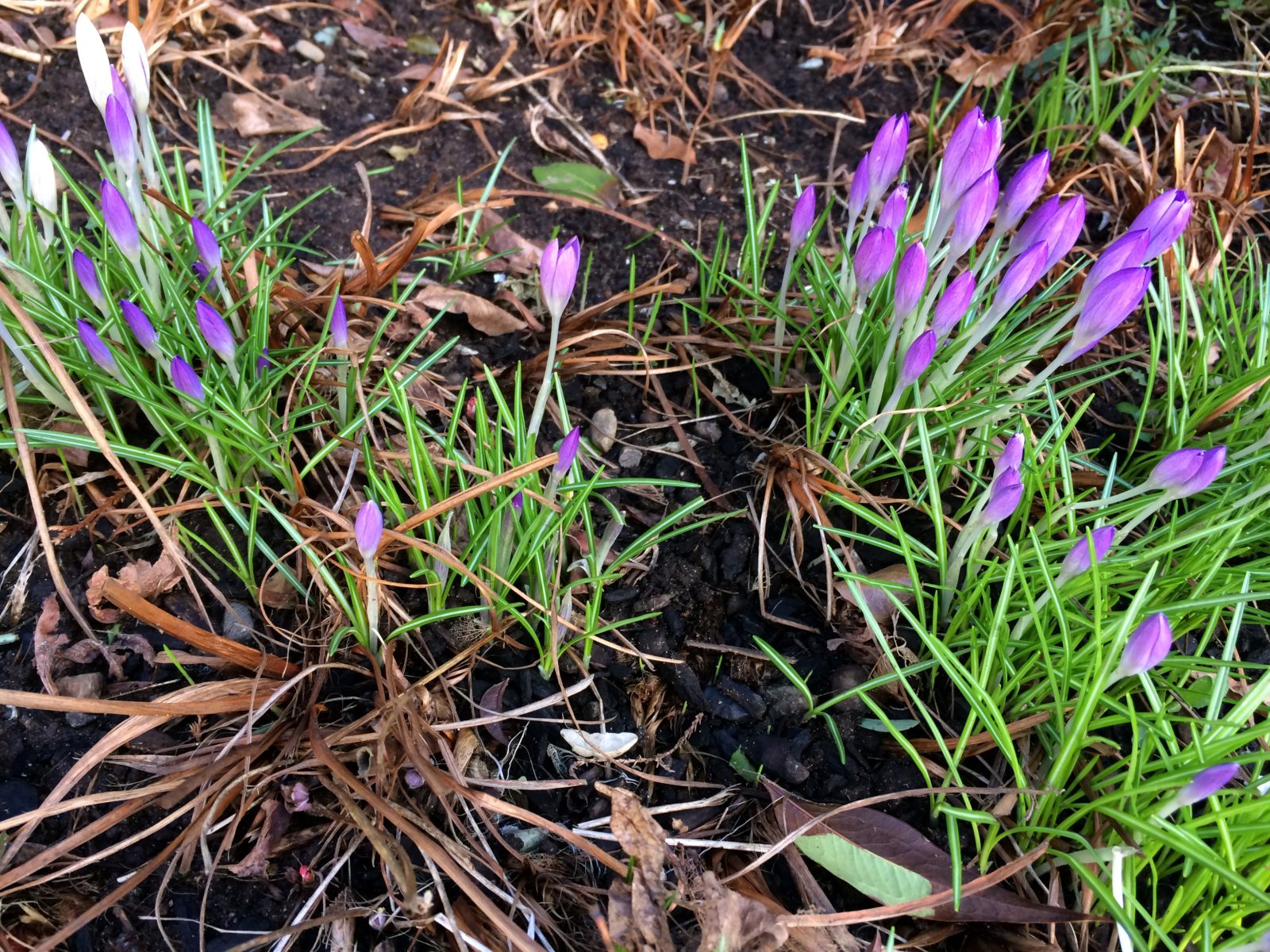 crocus
