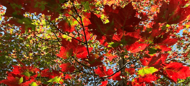 As Nature Winds Down, Fall Stirs A Writer’s Passion Once More As Nature Winds Down, Fall Stirs A Writer’s Passion Once More