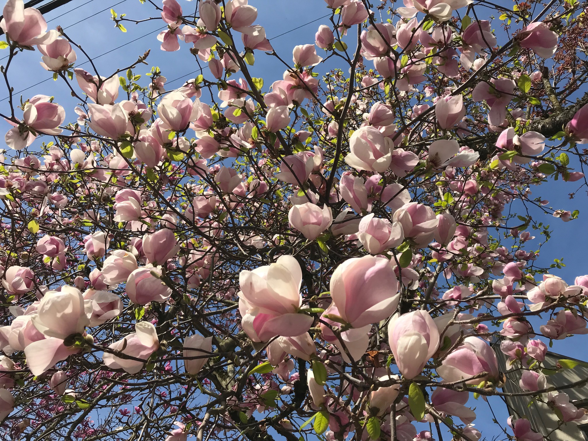 Magnolia blossoms