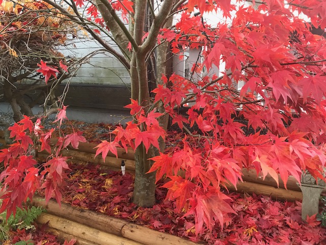 red leaves