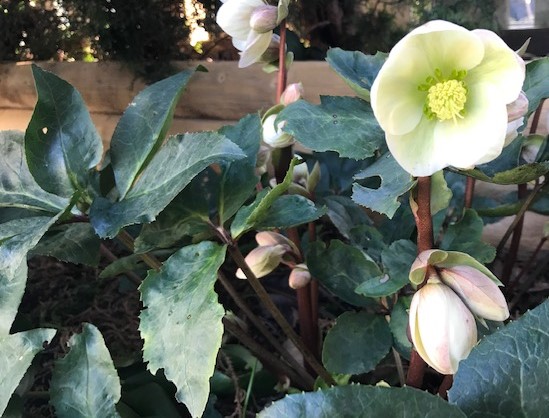 Hellebore