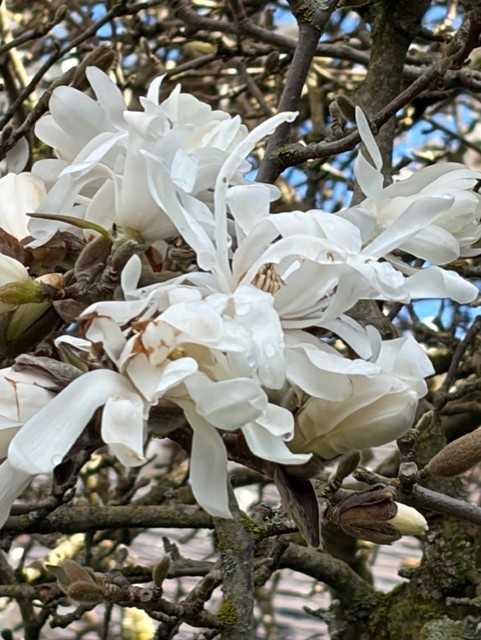 spring four