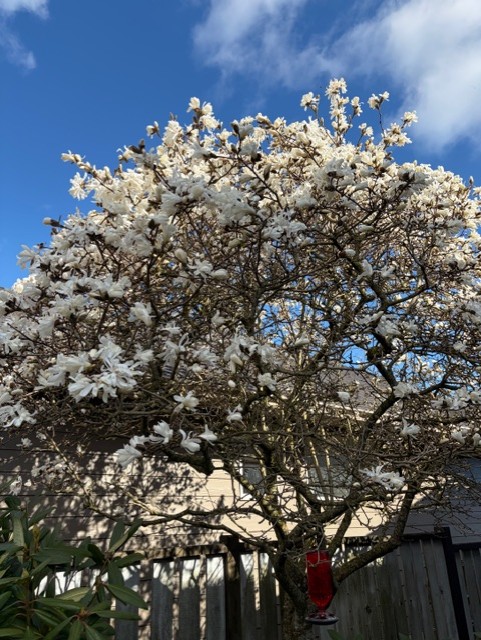 spring three