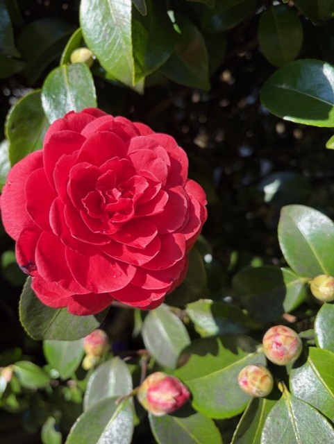 spring two 1
